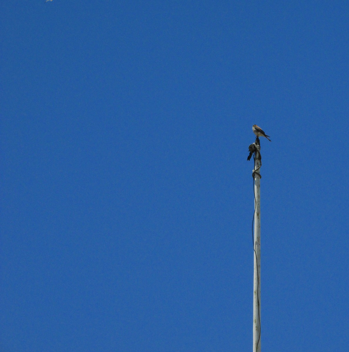 American Kestrel - ML646207193