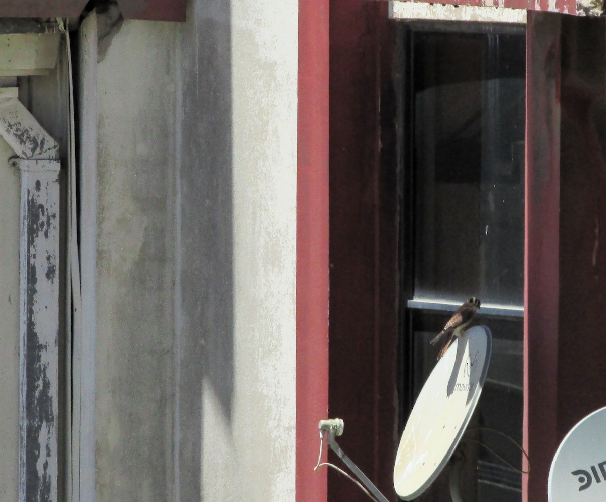 American Kestrel - ML646207194