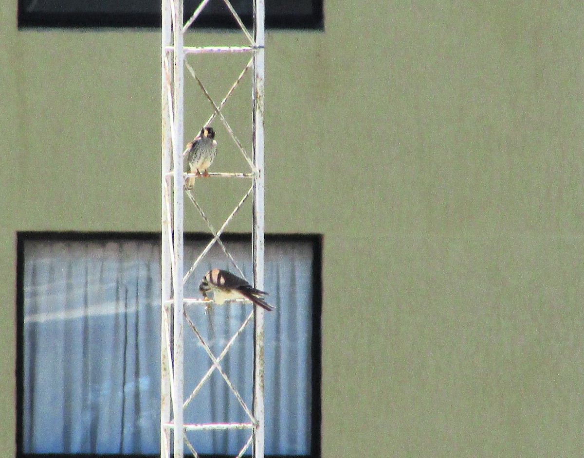 American Kestrel - ML646207195