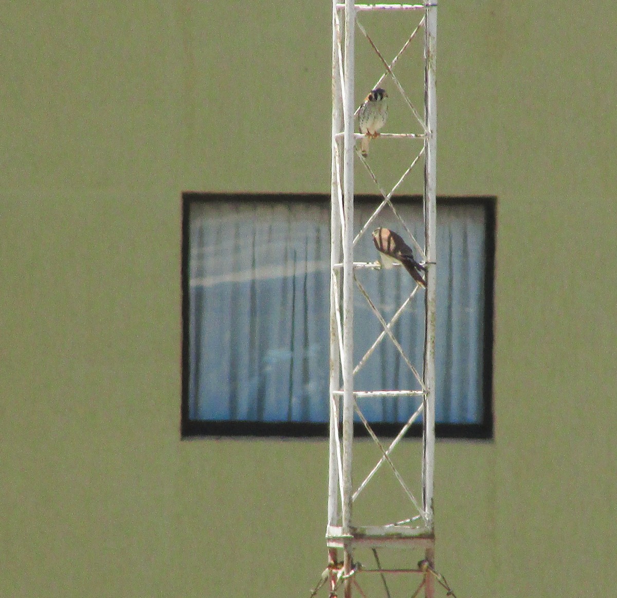 American Kestrel - ML646207196