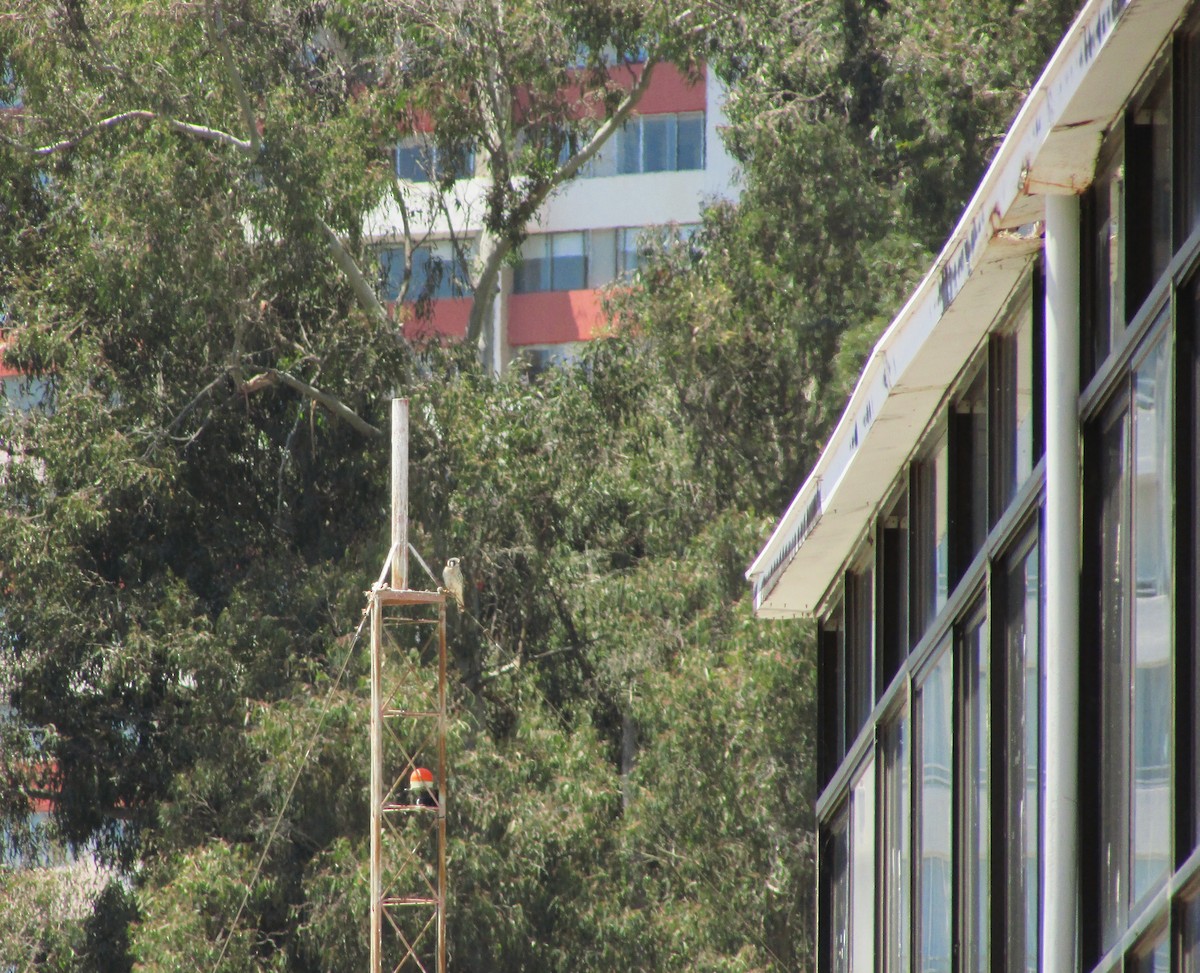 American Kestrel - ML646207197