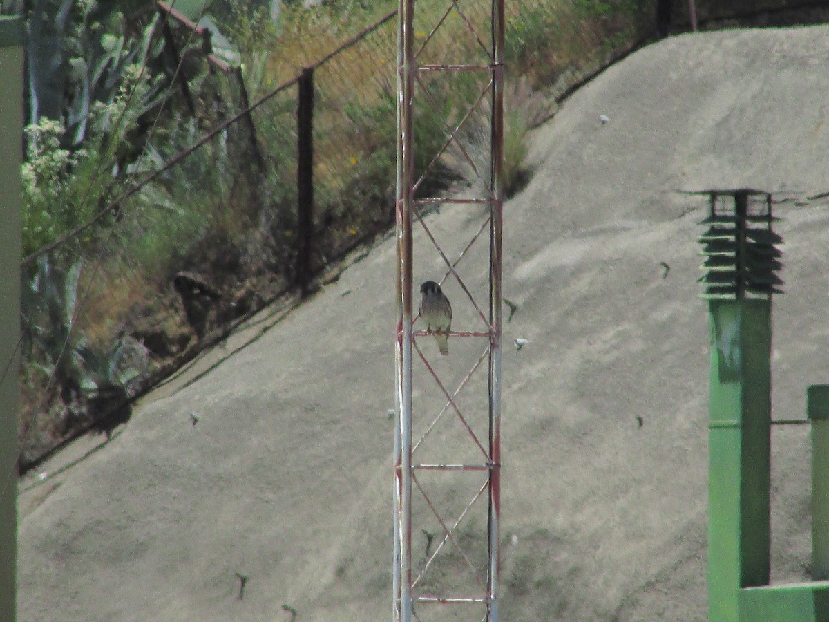 American Kestrel - ML646207198