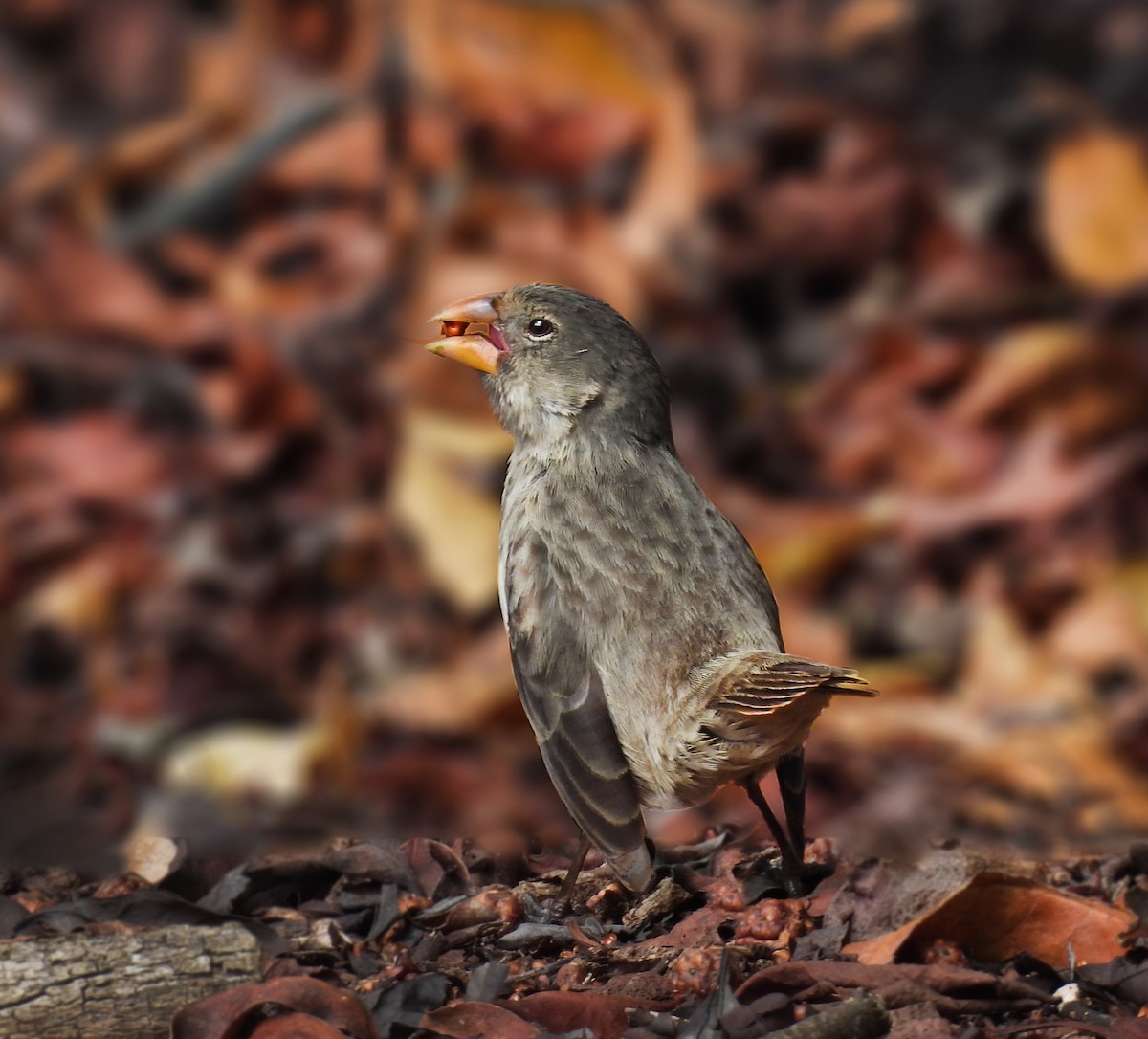 Medium Ground-Finch - ML646207208