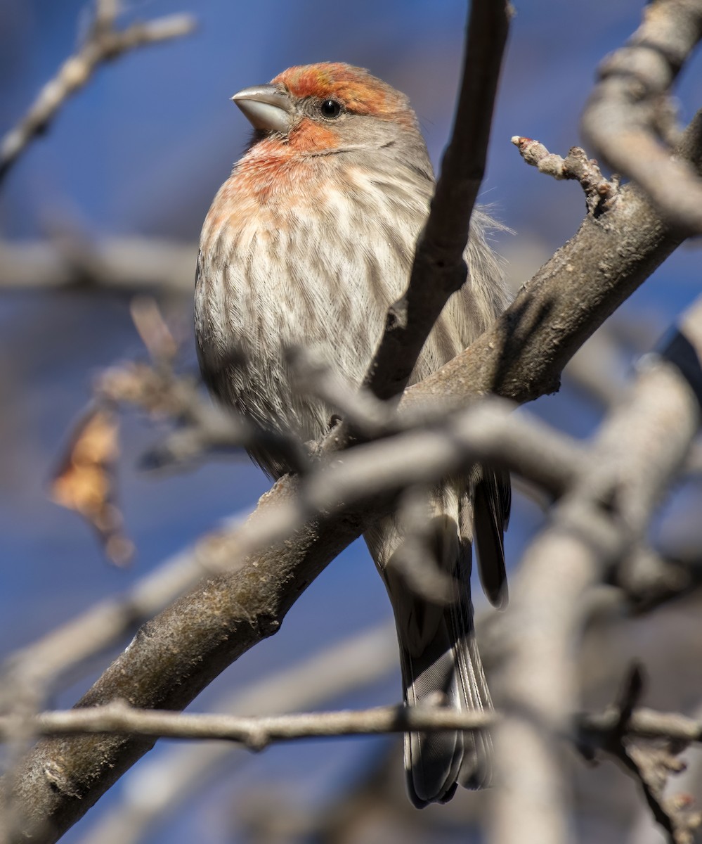 House Finch - ML646207209