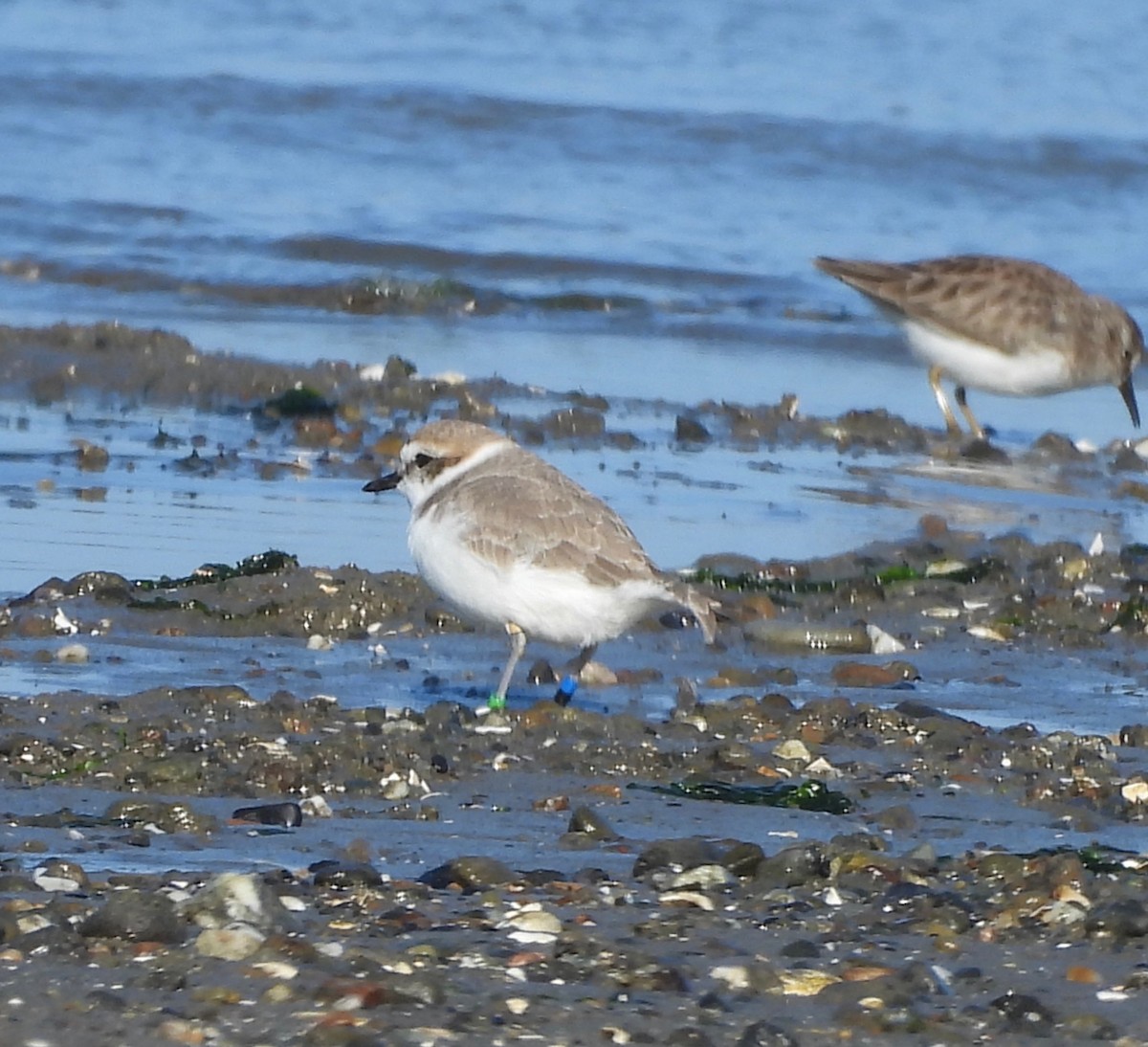 Snowy Plover - ML646207210