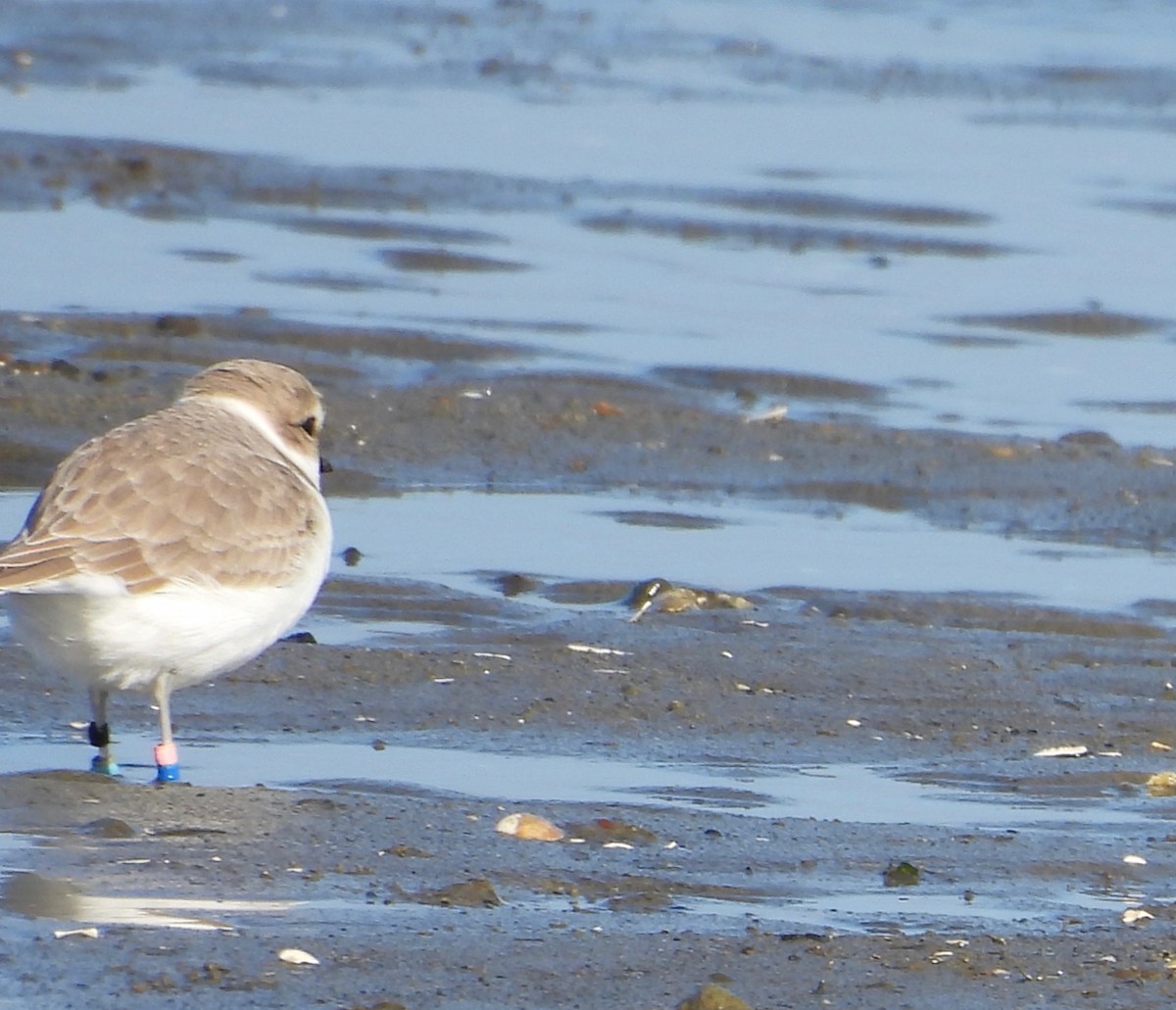 Snowy Plover - ML646207214