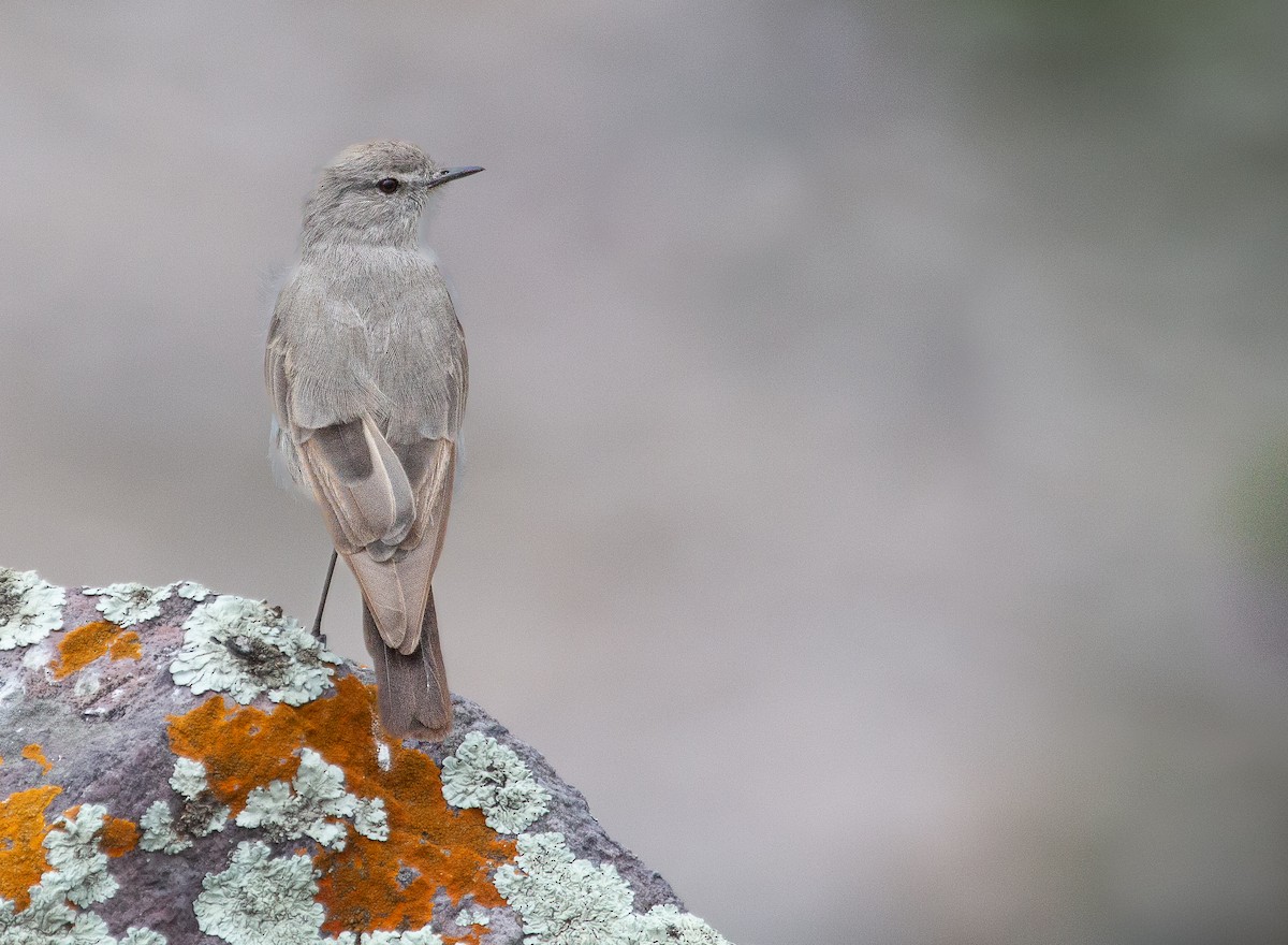 Cinereous Ground-Tyrant - ML646207215