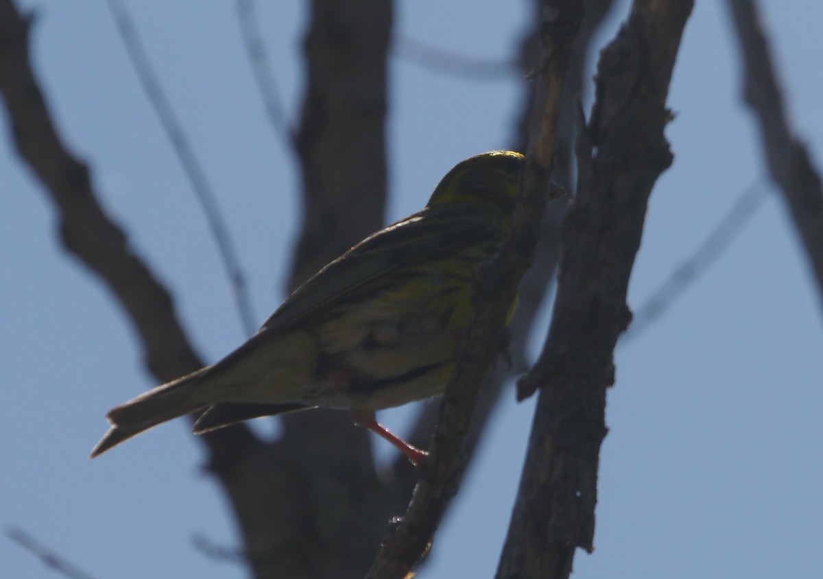 European Serin - ML646207216