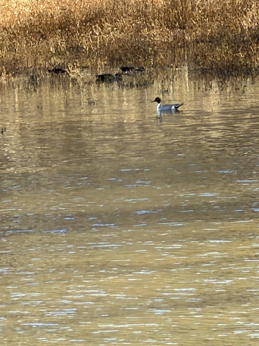 Northern Pintail - ML646207220