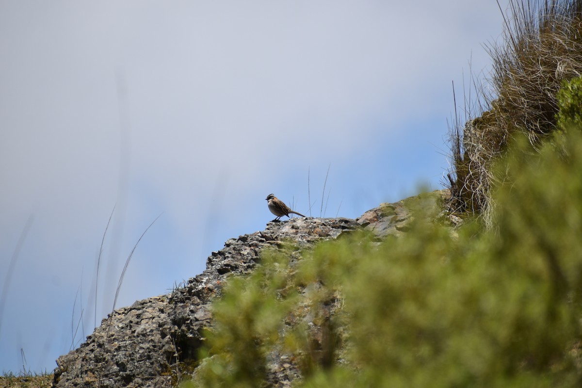 Rufous-collared Sparrow - ML646207221