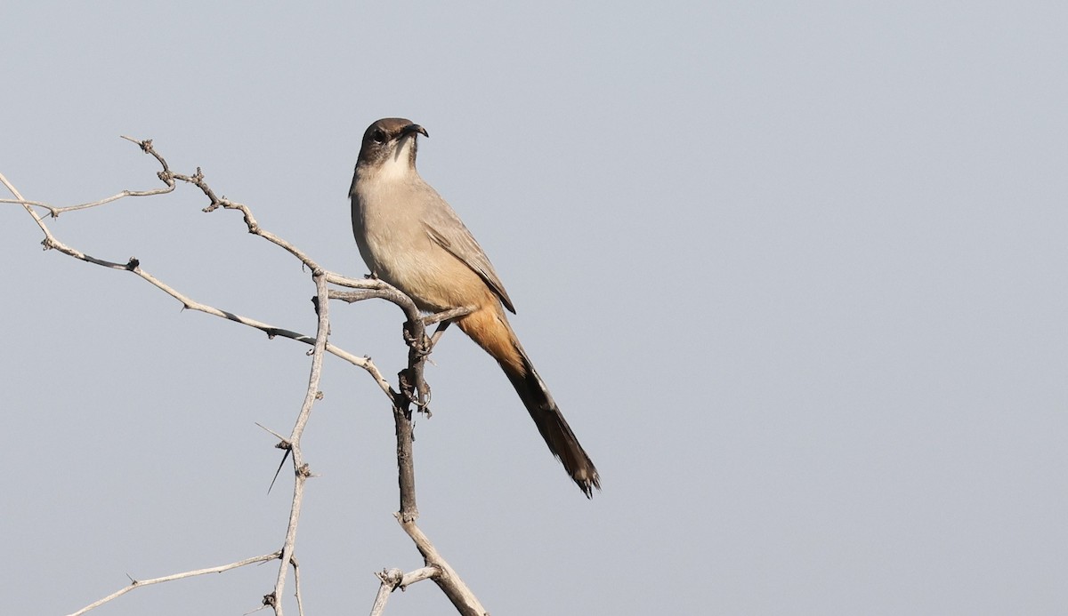 LeConte's Thrasher - ML646207222