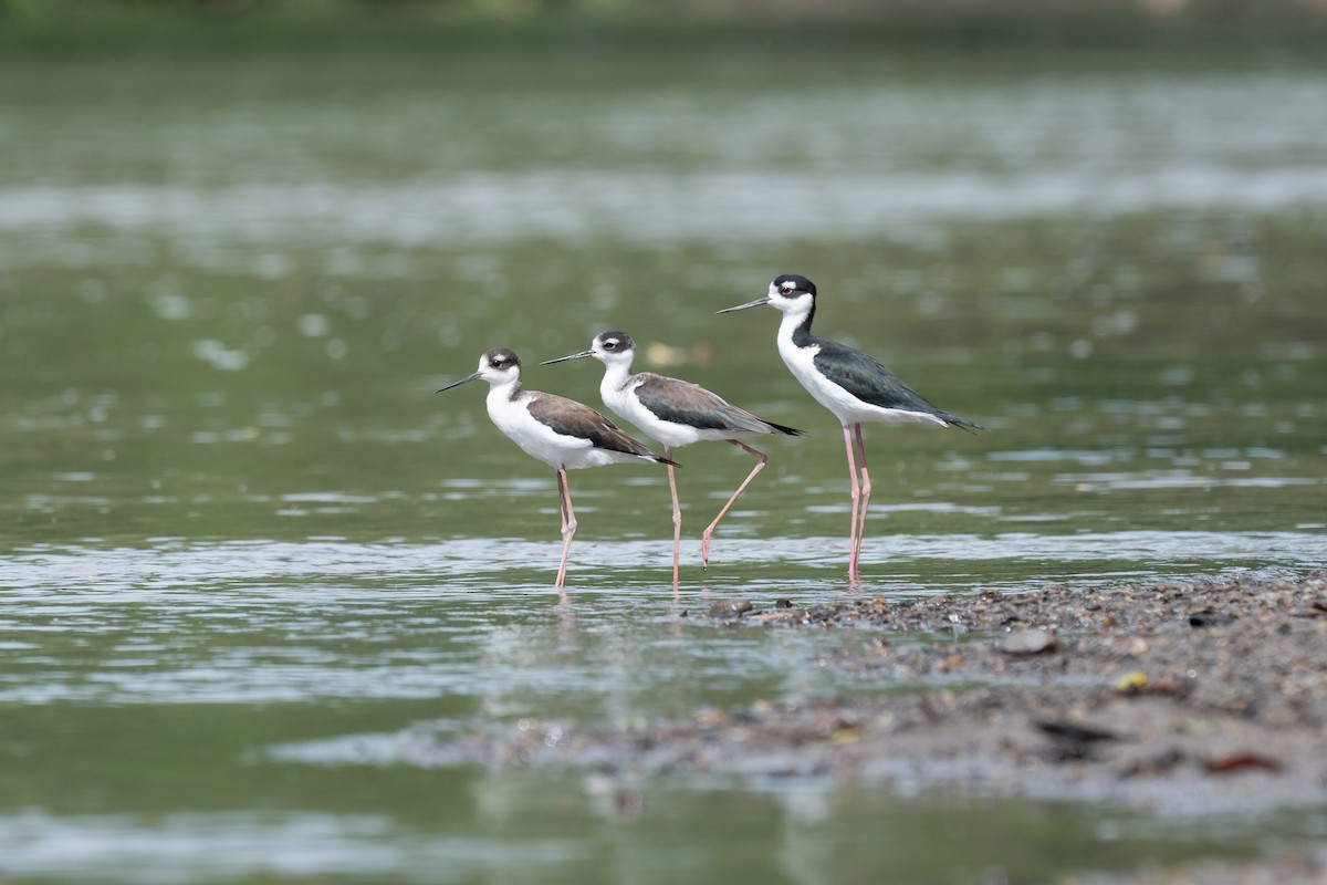 Black-necked Stilt - ML646207223