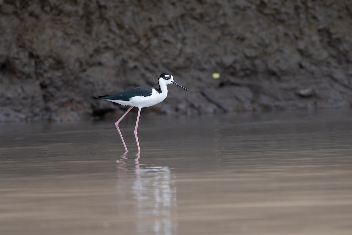 Black-necked Stilt - ML646207224