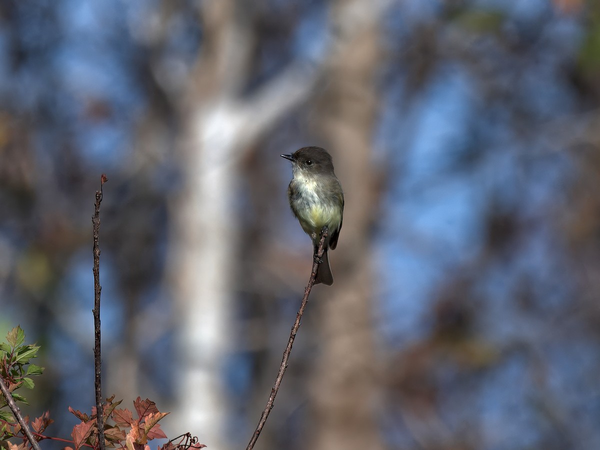 Eastern Phoebe - ML646207225