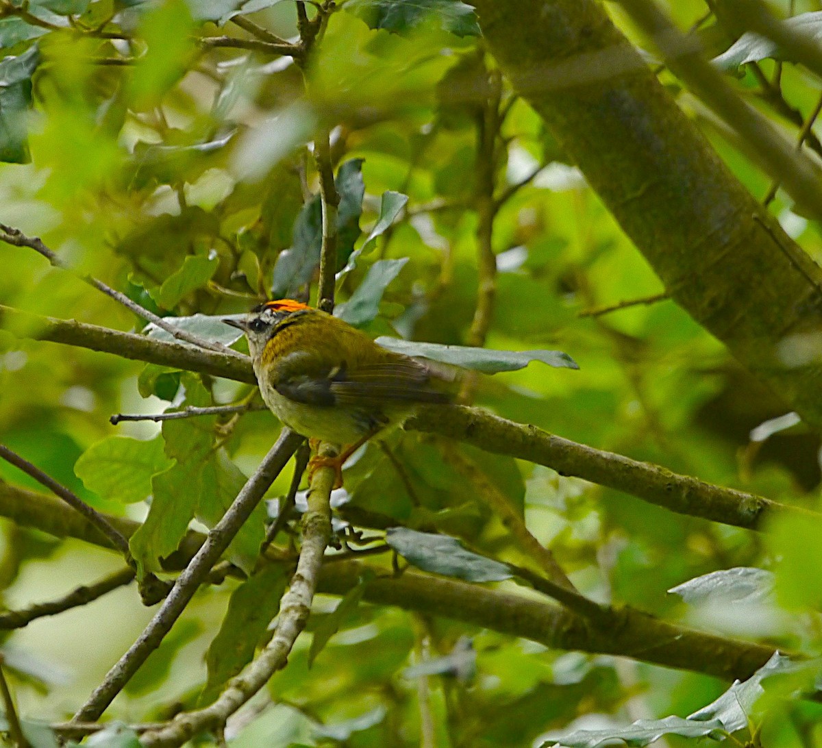 Common Firecrest - ML646207226