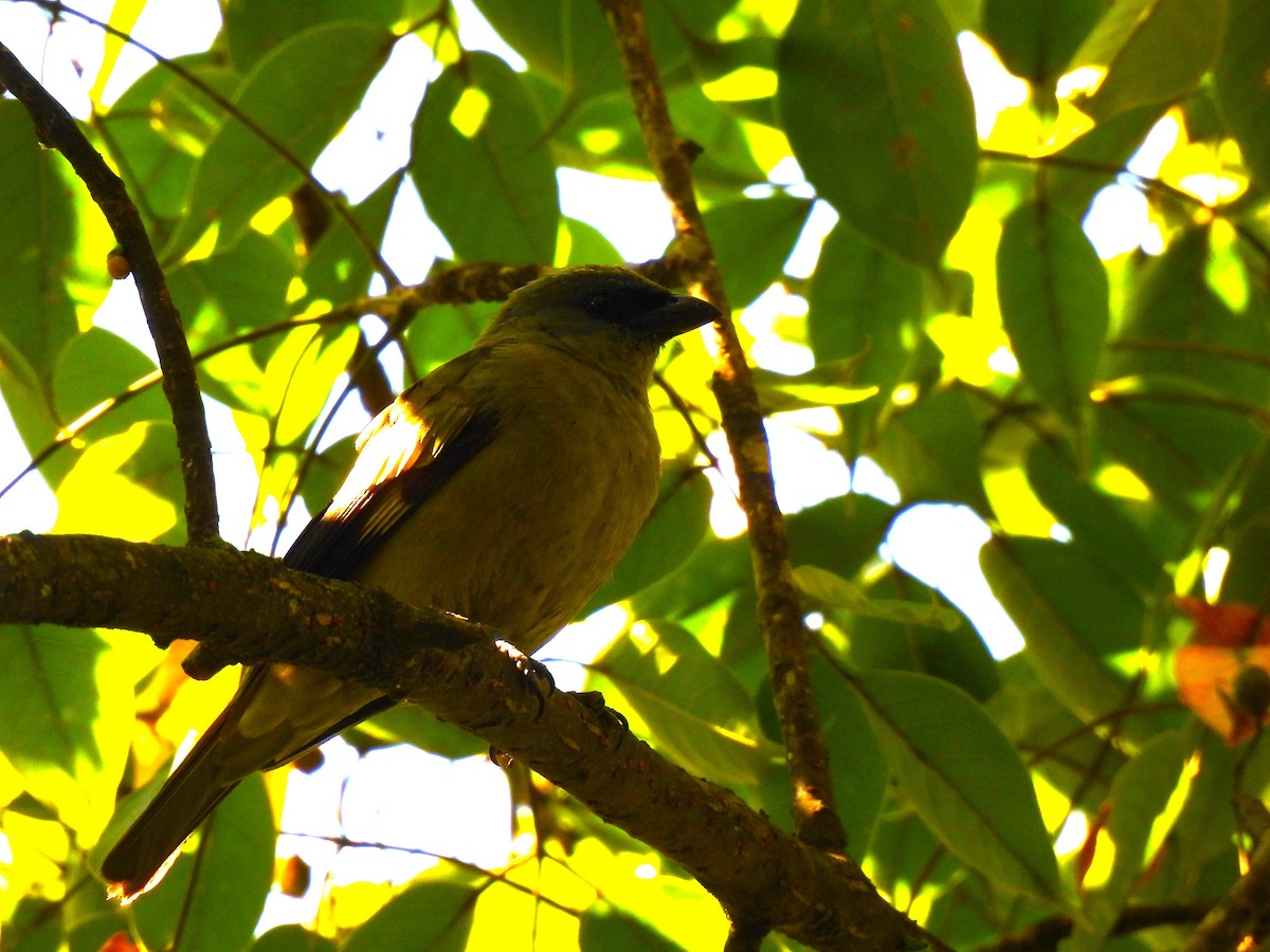 Yellow-winged Tanager - ML646207227