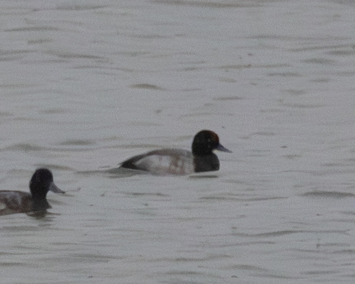 Greater/Lesser Scaup - ML646207228