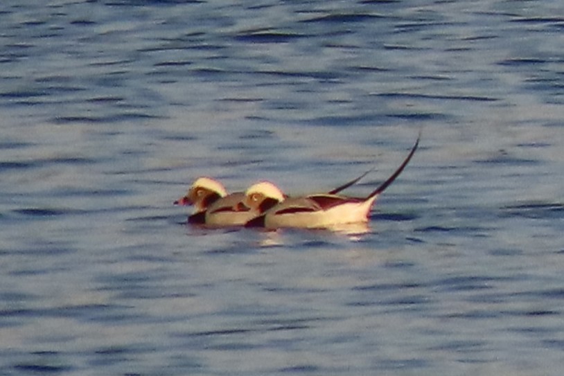 Long-tailed Duck - ML646207229