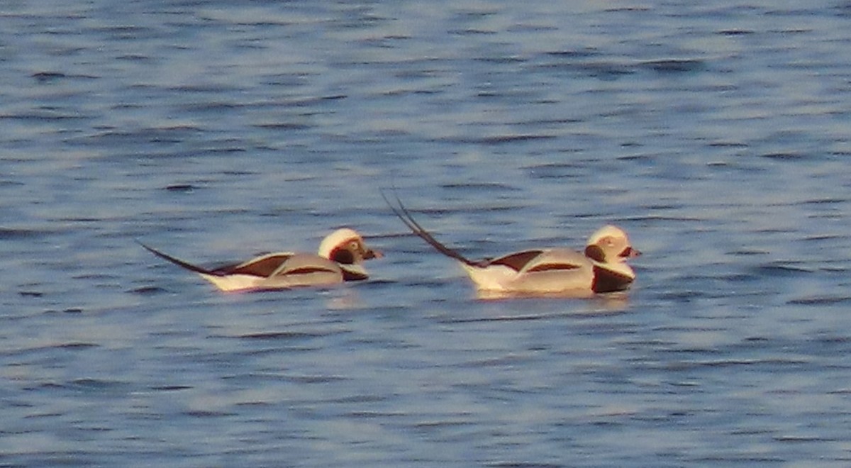 Long-tailed Duck - ML646207230