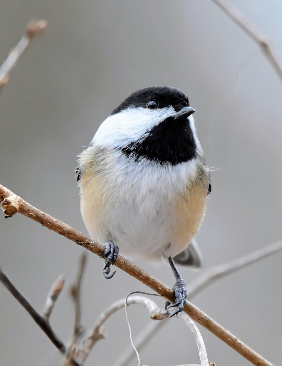 Black-capped Chickadee - ML646207231