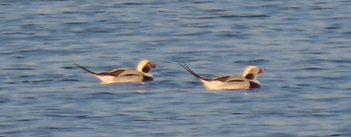 Long-tailed Duck - ML646207232