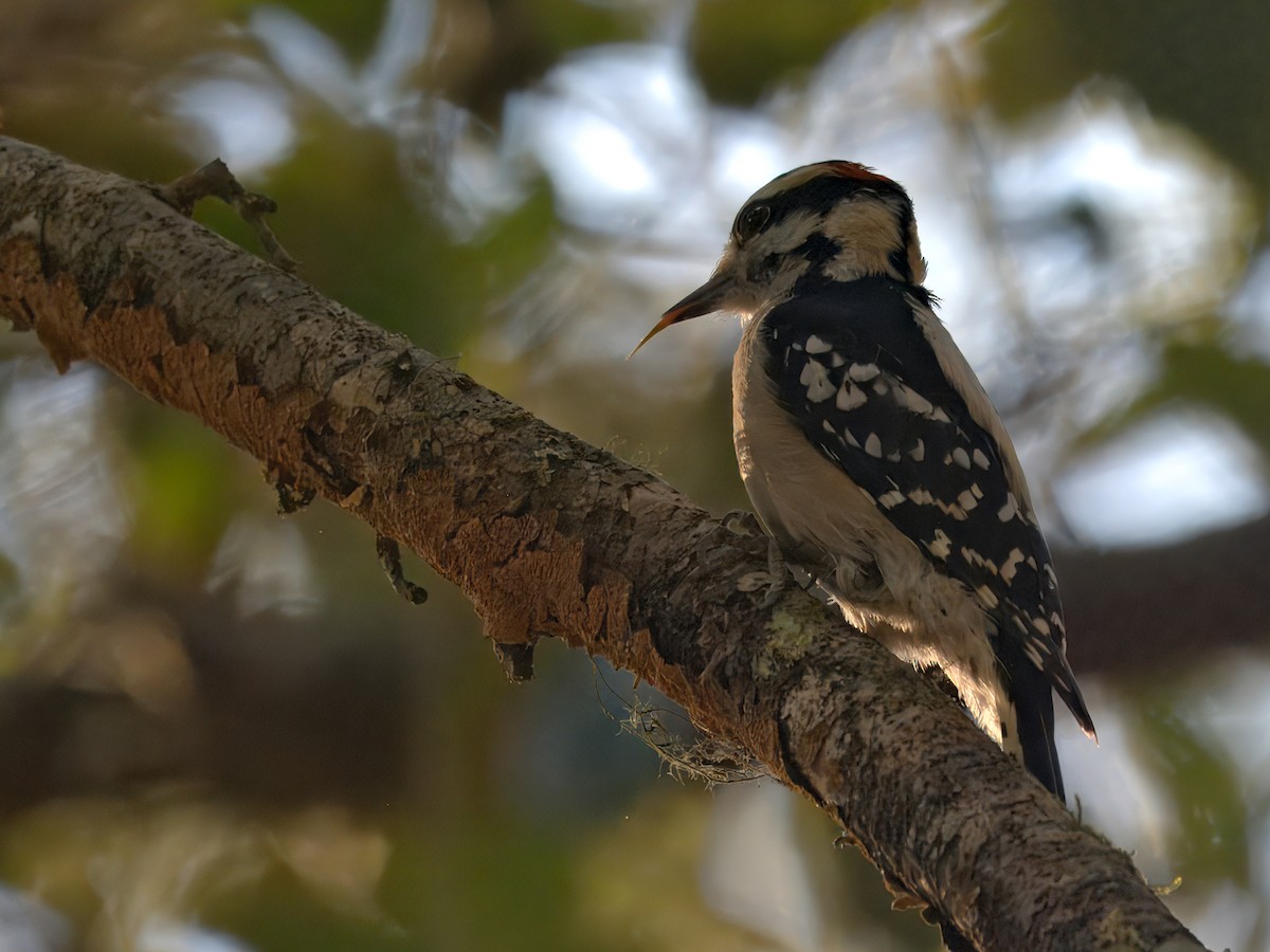 Downy Woodpecker - ML646207233
