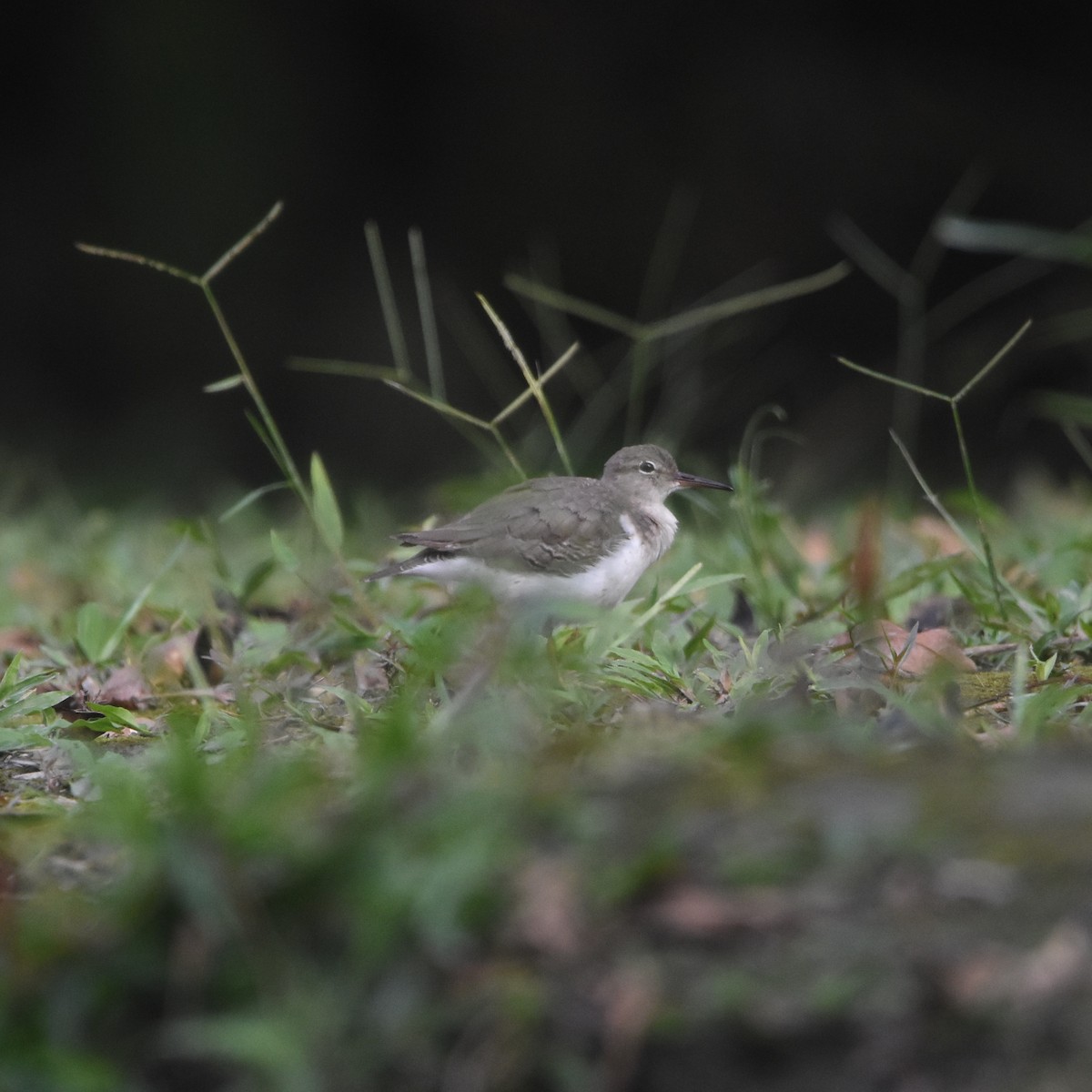 Spotted Sandpiper - ML646207236