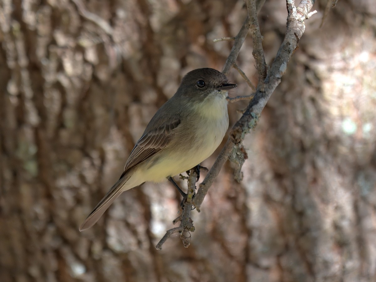 Eastern Phoebe - ML646207237