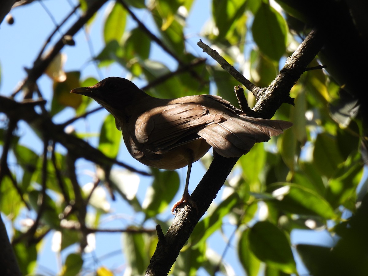Clay-colored Thrush - ML646207238