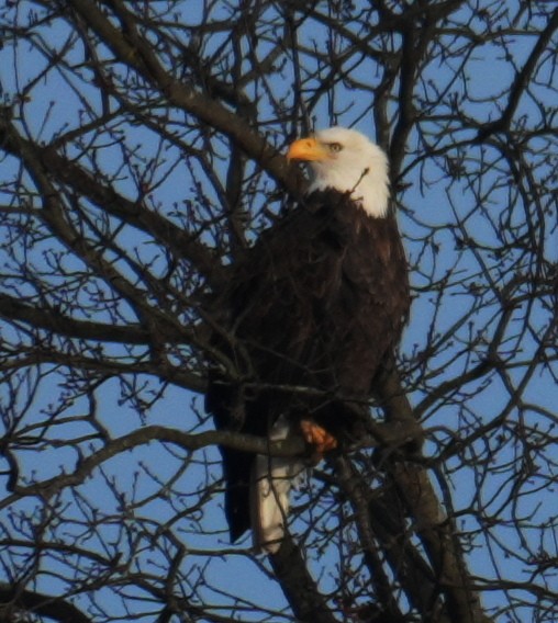 Bald Eagle - ML646207244