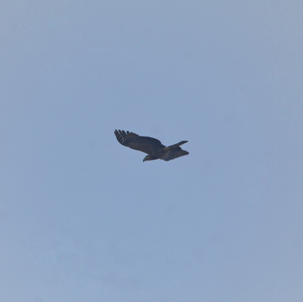 hákozobec neotropický - ML646207246