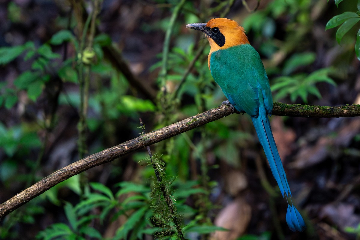 Rufous Motmot - ML646207247