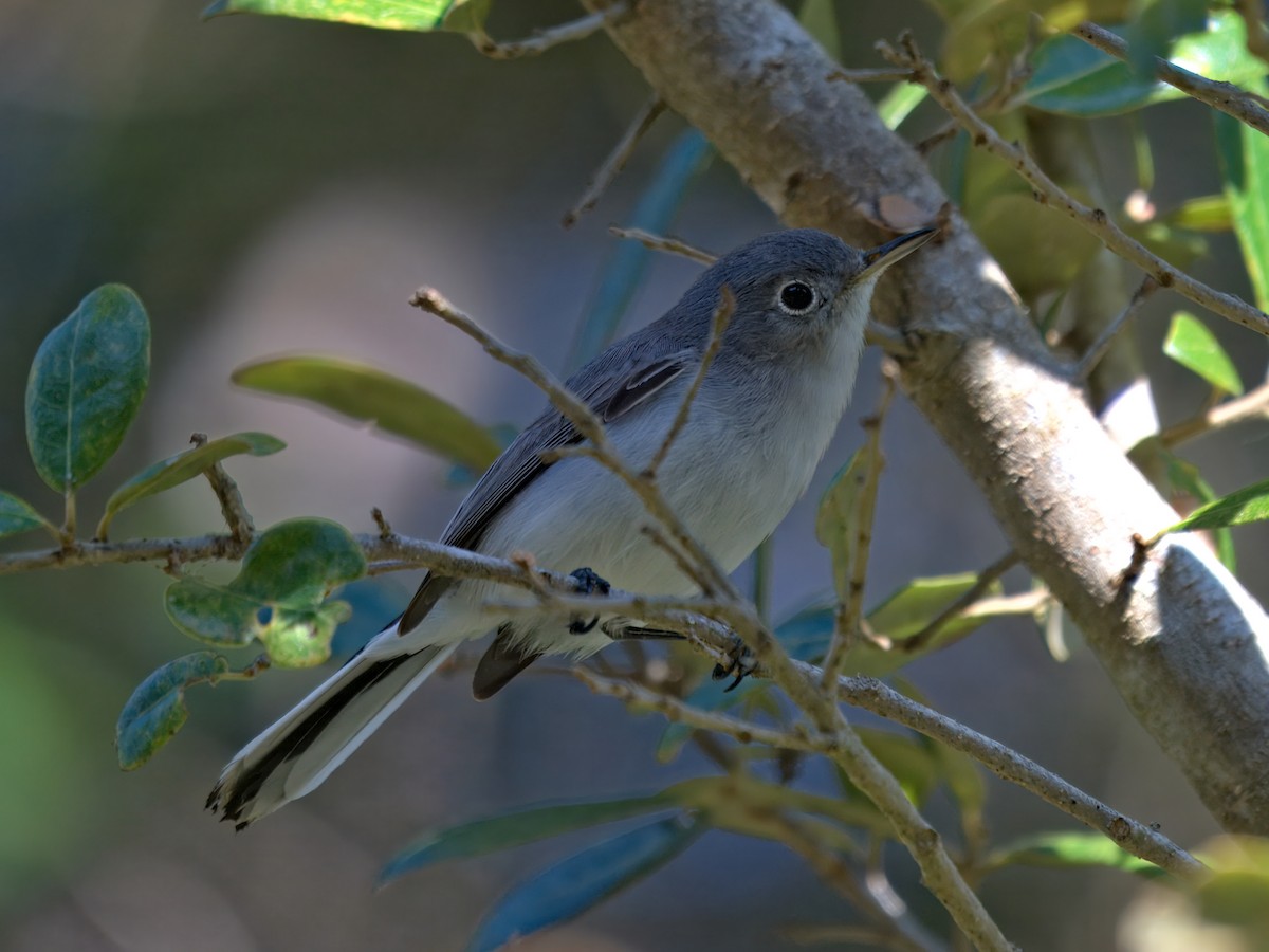 Blue-gray Gnatcatcher - ML646207248