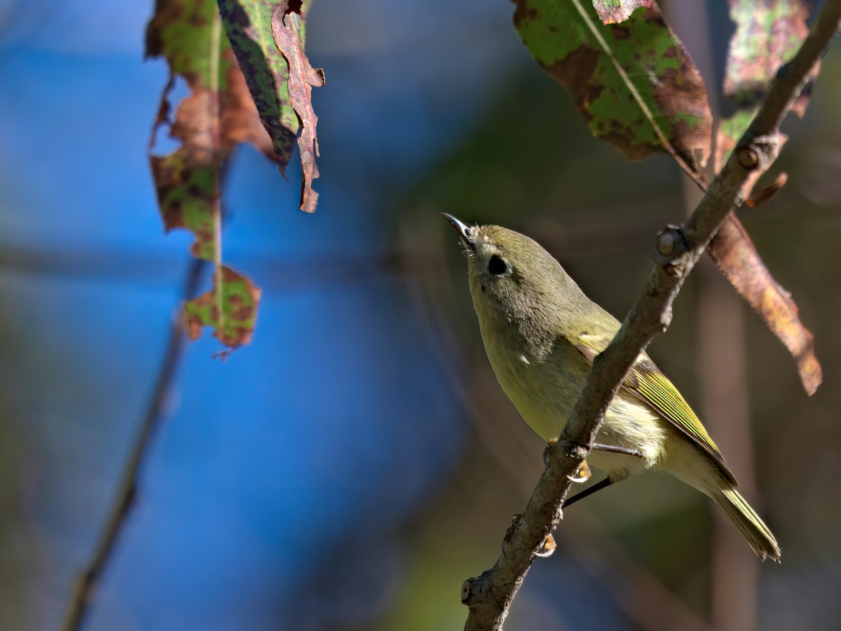 Ruby-crowned Kinglet - ML646207251