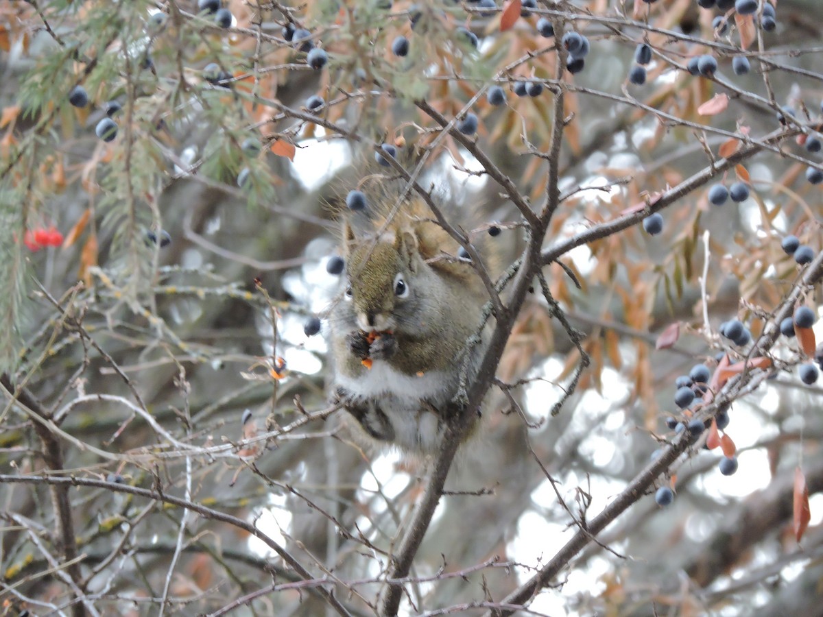 Animals - ML646207260