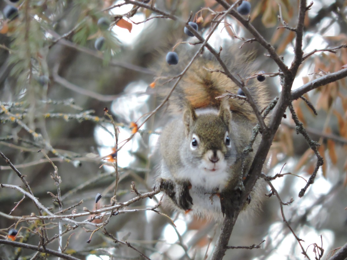 Animals - ML646207261