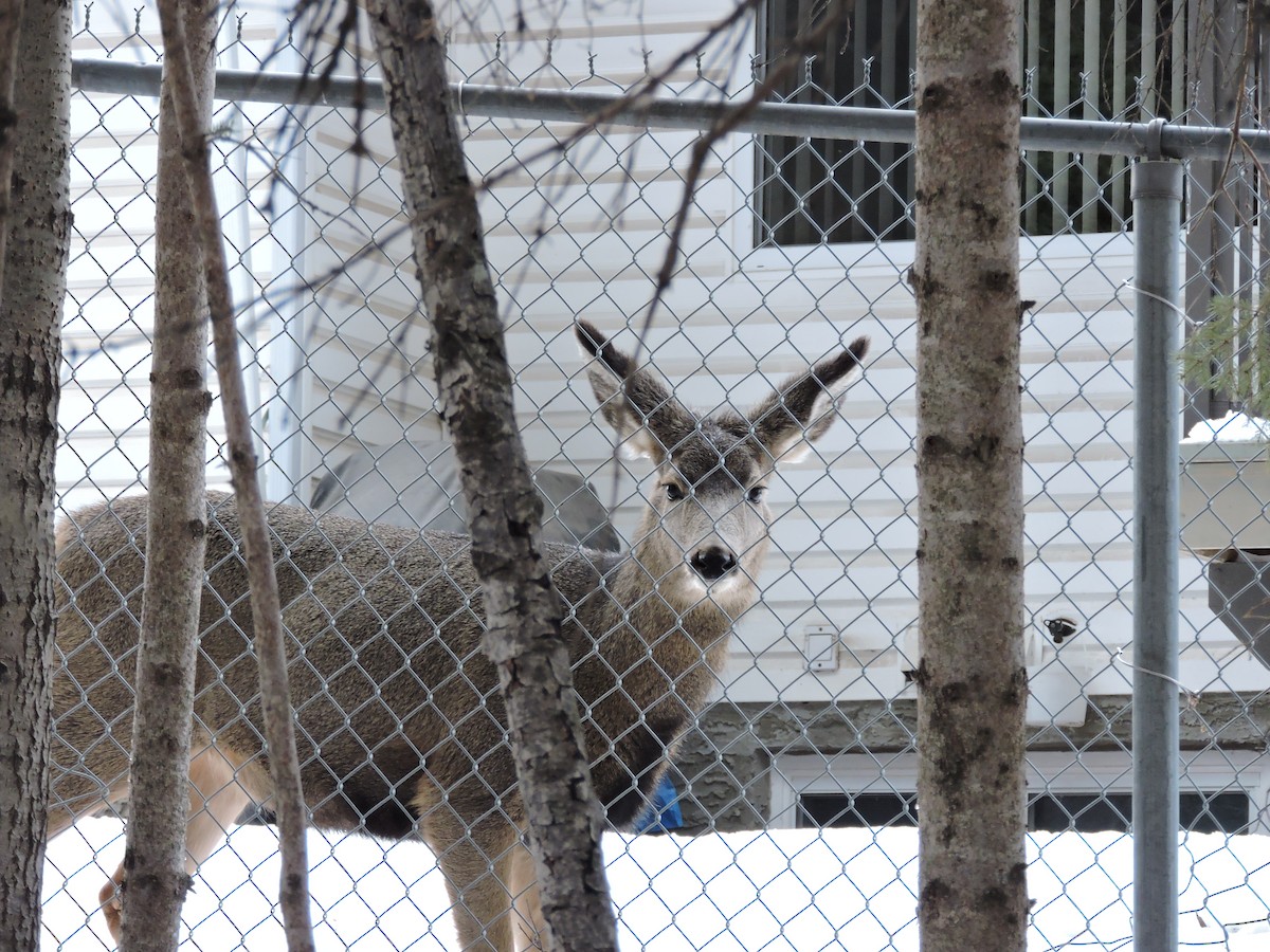 Animals - ML646207262