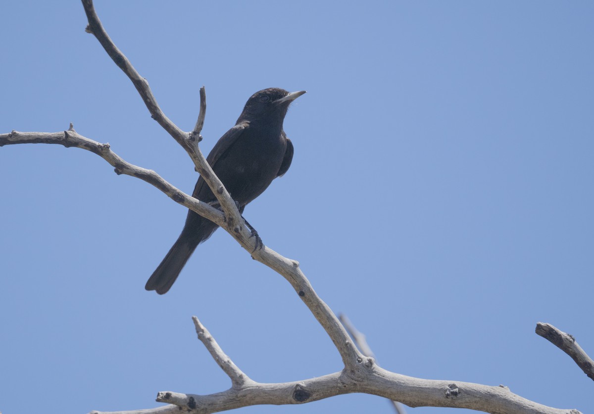 White-winged Black-Tyrant - ML646207264