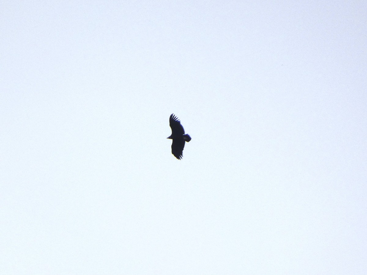 sup hnědý - ML646207266