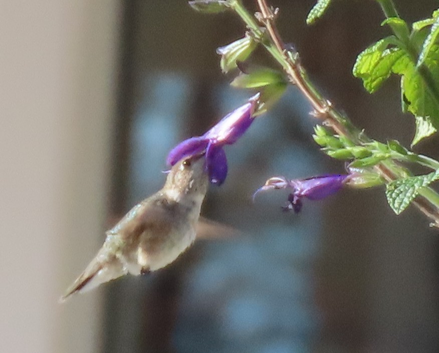 Black-chinned Hummingbird - ML646207271