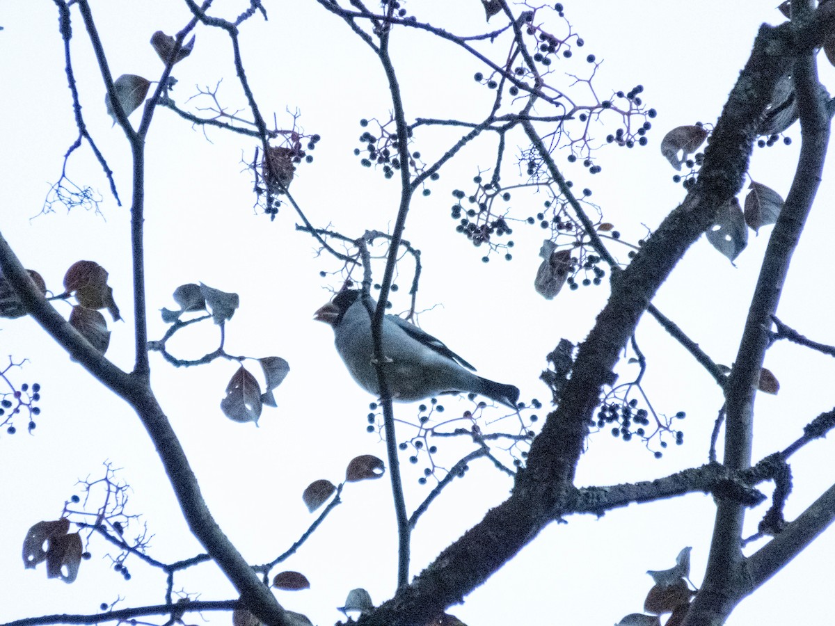 桑鳲 - ML646207273