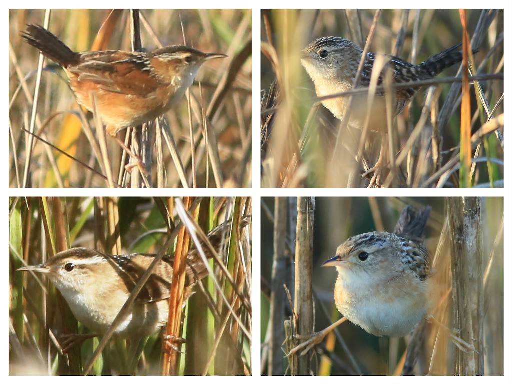 Marsh Wren - ML646207275