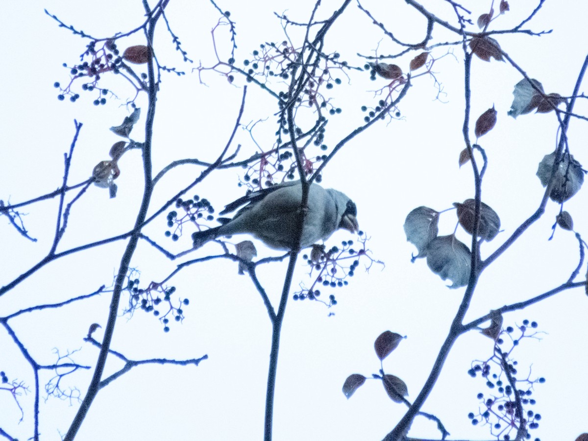 桑鳲 - ML646207276