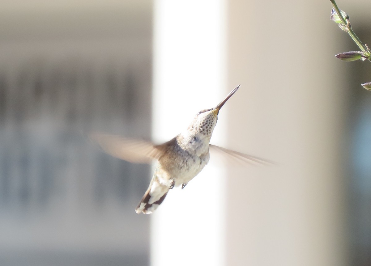 Black-chinned Hummingbird - ML646207277