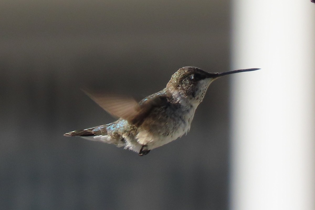Black-chinned Hummingbird - ML646207279