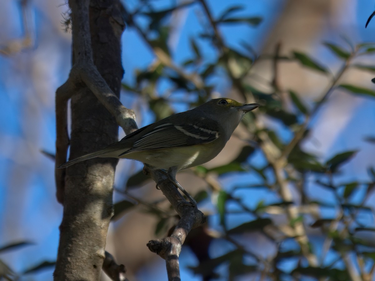 White-eyed Vireo - ML646207280