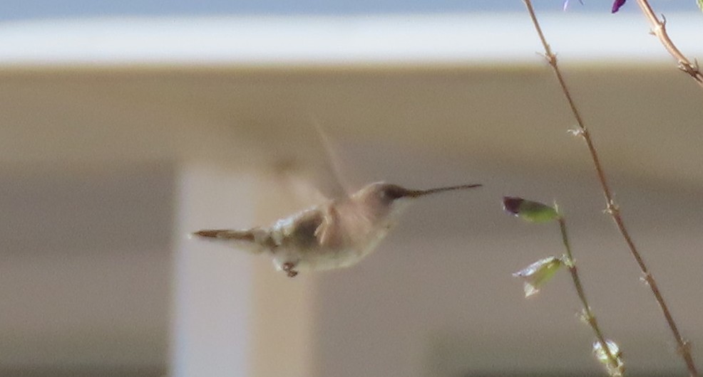 Black-chinned Hummingbird - ML646207281