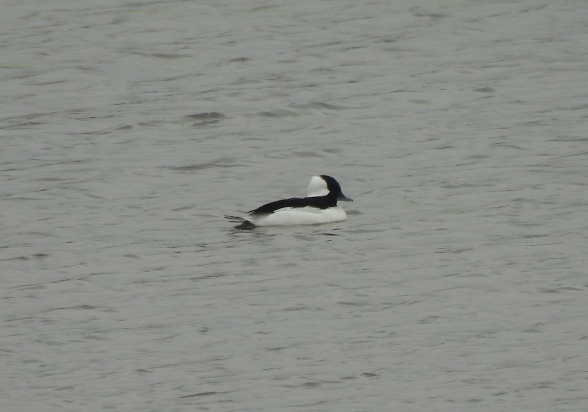 Bufflehead - ML646207283