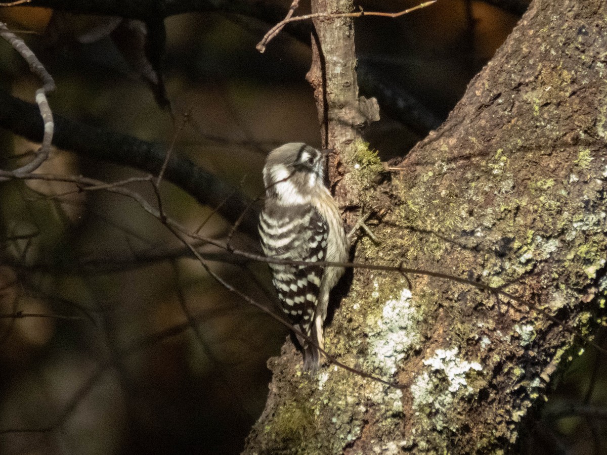 Japanese Pygmy Woodpecker - ML646207284