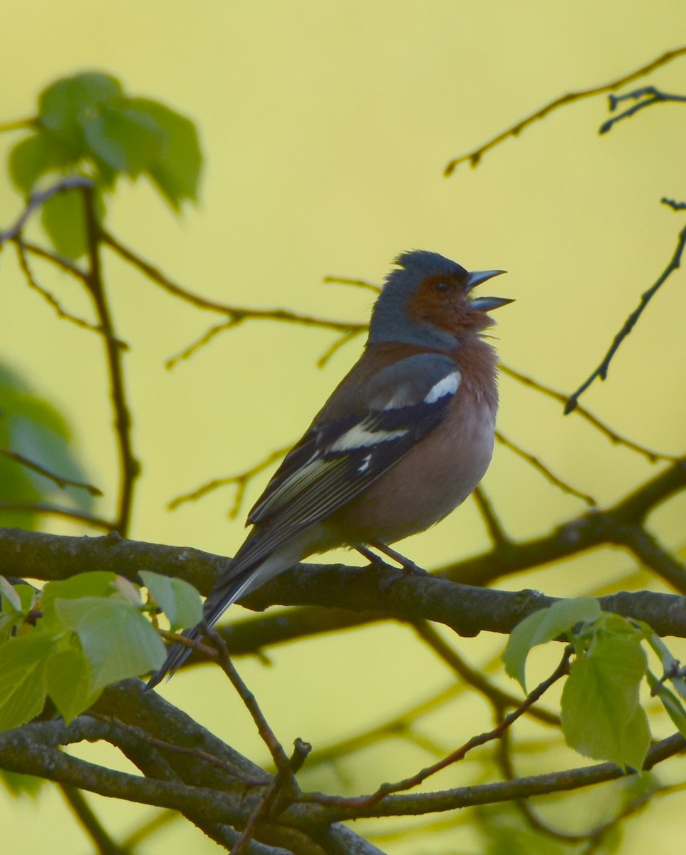 Common Chaffinch - ML646207286